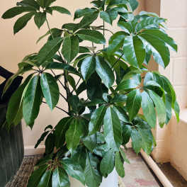 Potted green houseplant with glossy palmate leaves in a white container