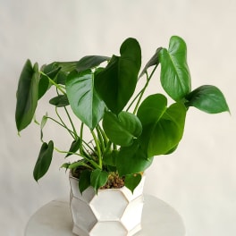 Green Plant