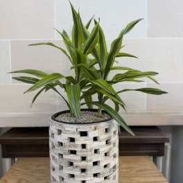 Potted green dracaena plant in a woven decorative container
