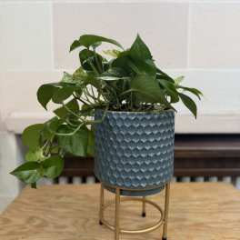 Potted trailing green houseplant in a textured blue planter on a gold stand