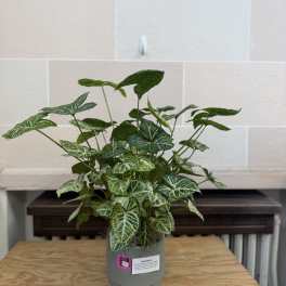 Potted syngonium plant with variegated green leaves in a gray container