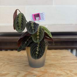 Potted plant with dark green leaves and pink veins in a gray pot