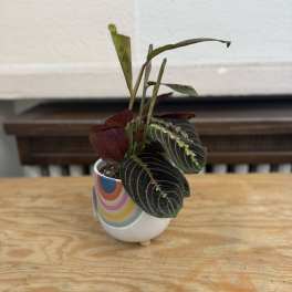 Small potted plant with dark veined leaves in a patterned ceramic pot
