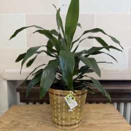 Potted green houseplant in a woven basket planter