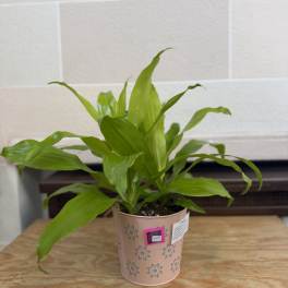 Potted green houseplant in a pink decorative tin