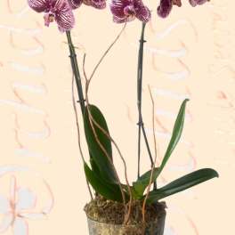 Potted purple-and-white orchids in a clear glass vase