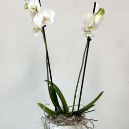 White orchid plant in a white textured pot on a decorative pedestal
