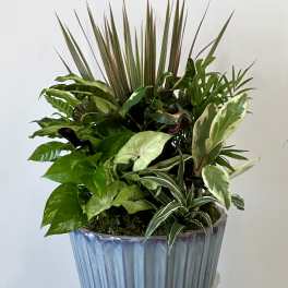 Mixed potted plant arrangement in a blue ceramic planter
