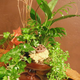 Lush green potted plant arrangement in a brown pedestal bowl