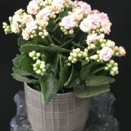 Potted plant with pale pink flowers and thick green leaves