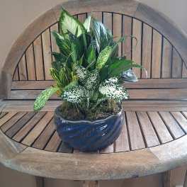 Small Ceramic Dish Garden