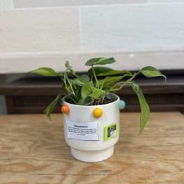 Small potted philodendron in a white ceramic pot with colorful dots