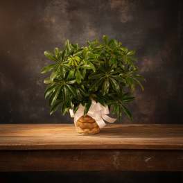 Potted green plant in a woven basket with a white ribbon