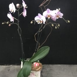 Two orchid stems in a floral container with broad green leaves