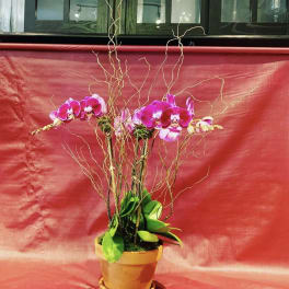 Potted orchid arrangement with bright pink blooms and curly branches