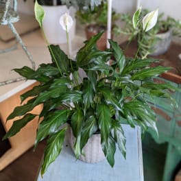 Spathiphyllum
