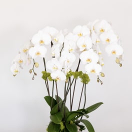 White orchid arrangement in a white round pot