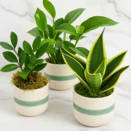 Three small potted houseplants in white ceramic pots with green stripes
