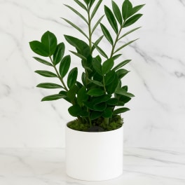 Potted green plant in a white cylindrical planter