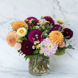Dahlia Daze
