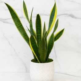 Snake plant
