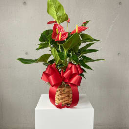 Blooming Anthurium