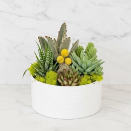 Modern Succulents