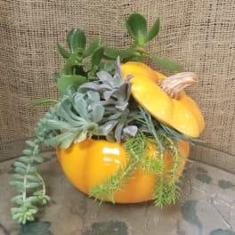 Succulent arrangement in a yellow pumpkin container
