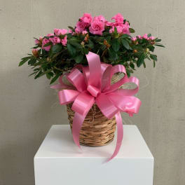 Blooming Azalea