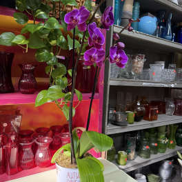 Purple orchid plant in a decorative tin pot on a table