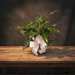 GPS Spathiphyllum Peace Lily Potted Houseplant - Live Sympathy Plant Delivery Huntsville
