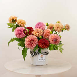 Pink and peach dahlias arranged in a white vase with a striped ribbon