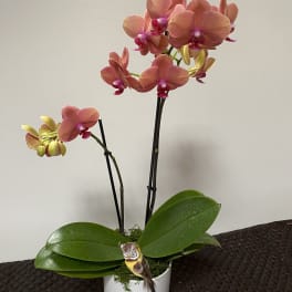 Potted orchid with pink blooms in a white container