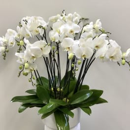 White orchids arranged in a white pot with broad green leaves