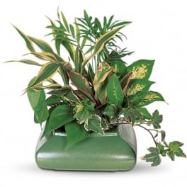 Mixed potted foliage arrangement in a green ceramic container