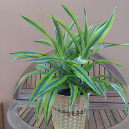 GPM Lemon Lime Dracaena