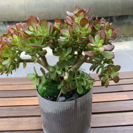 Potted succulent arrangement in a ribbed metal container