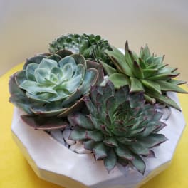 Succulent arrangement in a white ceramic bowl with white stones