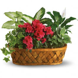 Mixed potted plants and red flowers in a woven basket planter
