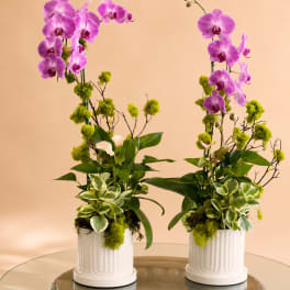 Orchid Planter Set