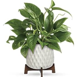 Green houseplant in a white textured ceramic pot on a small wooden stand
