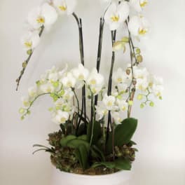 Bloom258