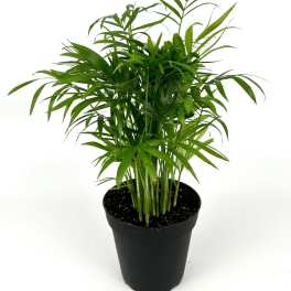 Potted green palm plant in a black nursery pot
