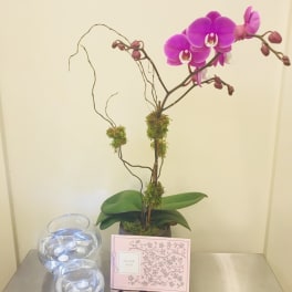 Bloom4013