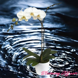 White orchid plant in a white pot against a water-ripple background