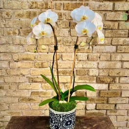 Akari Orchid