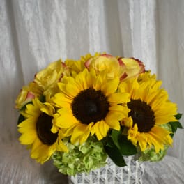 sunflower mix