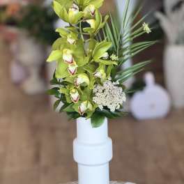 Splendid Orchid