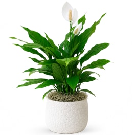 Potted peace lily plant with white blooms in a textured white ceramic pot