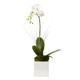 White orchid plant with tall stem and moss in a white square pot